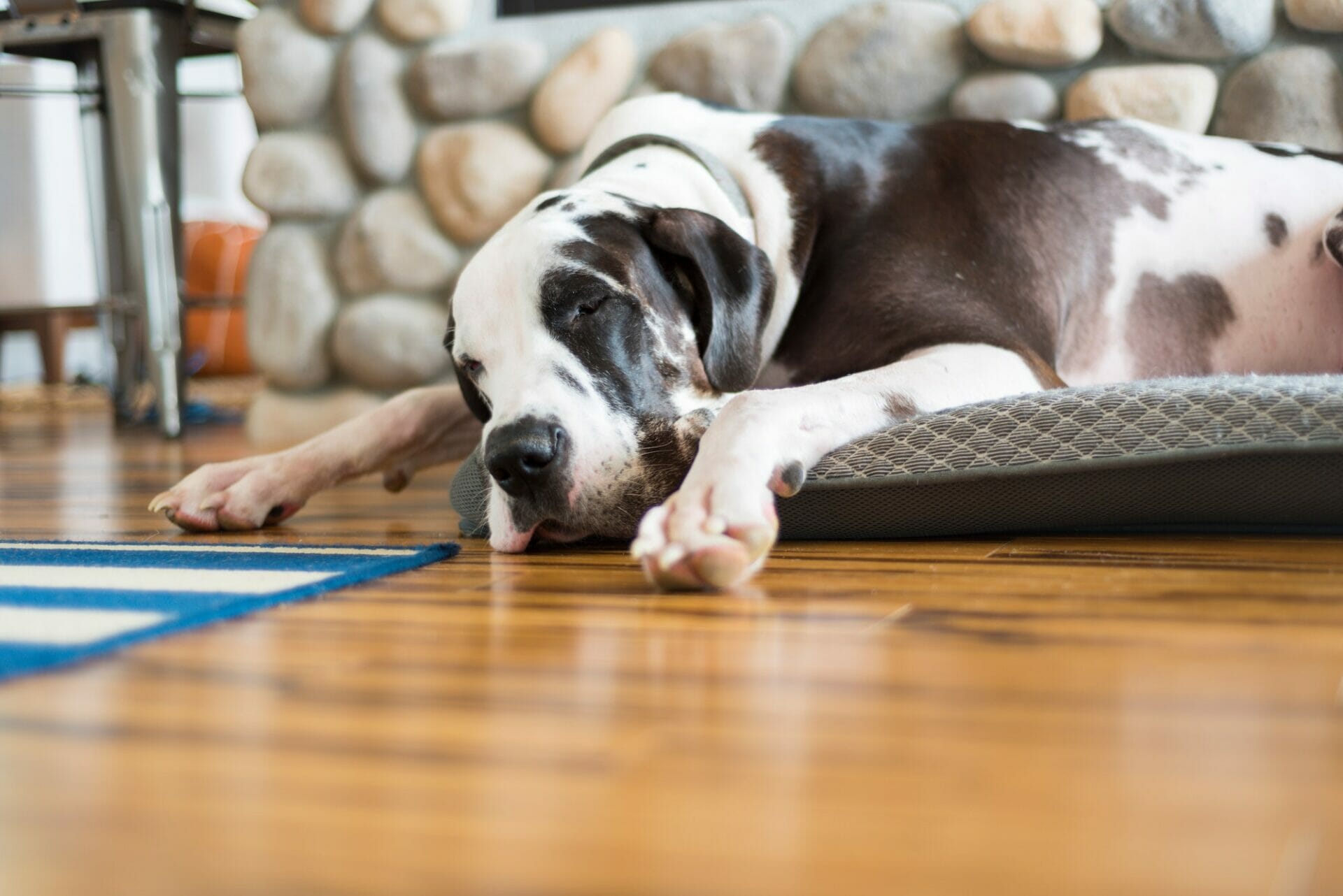 Dog napping on pet bed over hard wood flooring